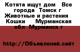 Котята ищут дом - Все города, Томск г. Животные и растения » Кошки   . Мурманская обл.,Мурманск г.